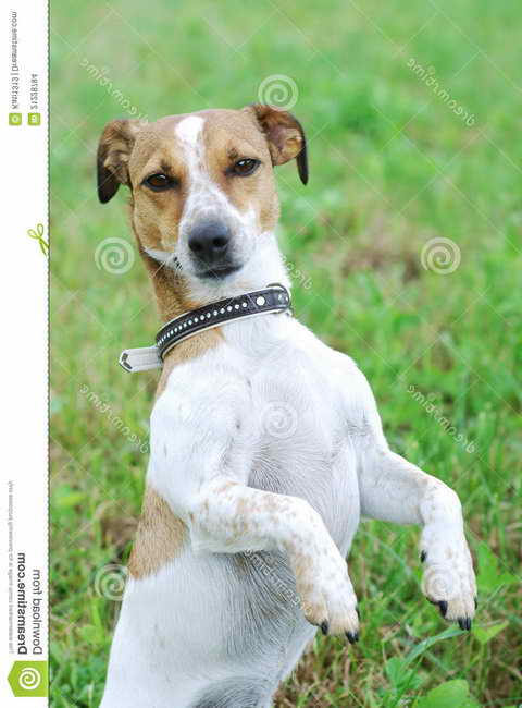 Jack Russell Terrier Precio