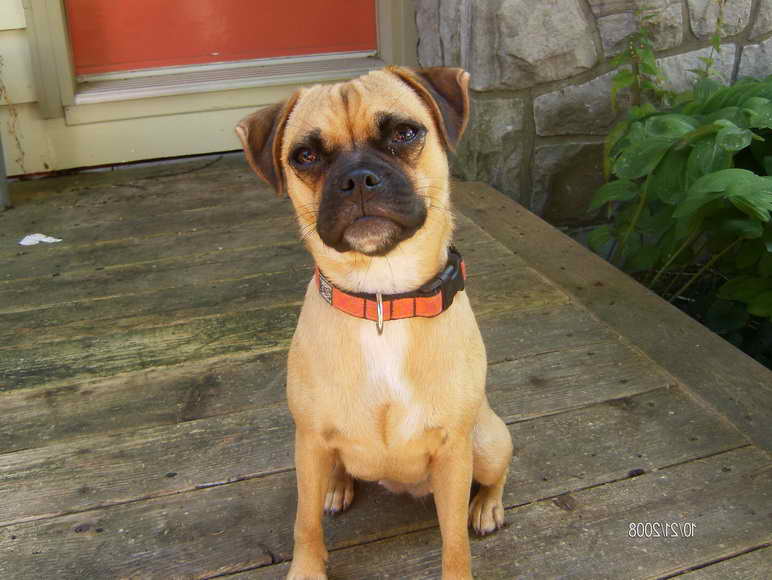 Jack Russell Terrier Pug Mix