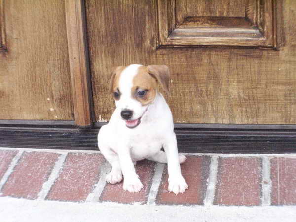 Jack Russell Terrier Puppies Arkansas