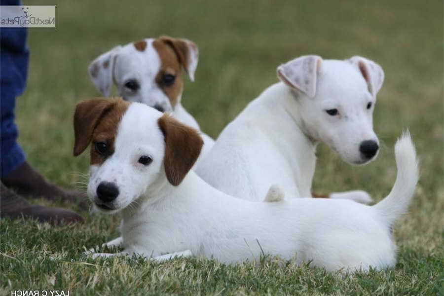 Jack Russell Terrier Puppies Dallas