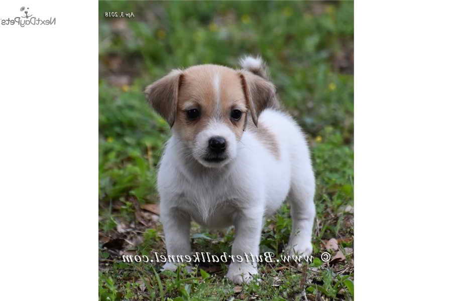 Jack Russell Terrier Puppies Florida