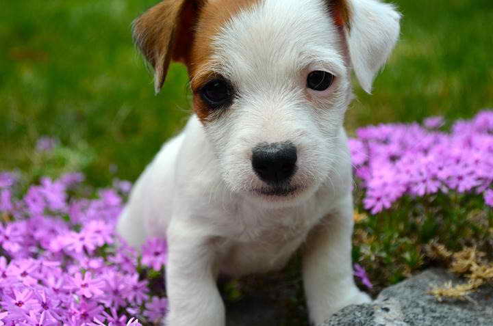 Jack Russell Terrier Puppies For Sale California