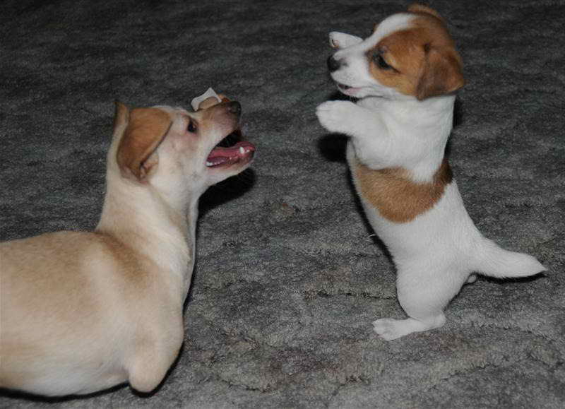Jack Russell Terrier Puppies For Sale Colorado