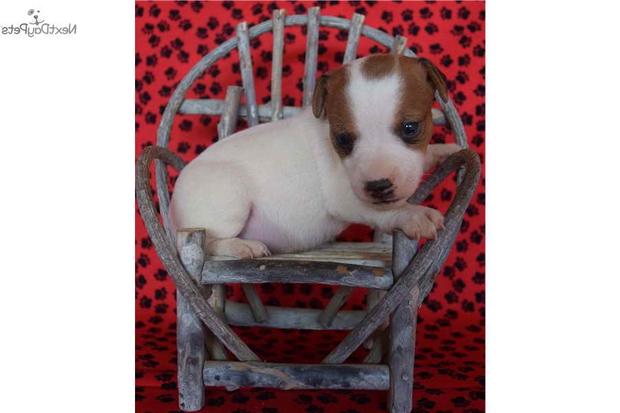 Jack Russell Terrier Puppies For Sale In California