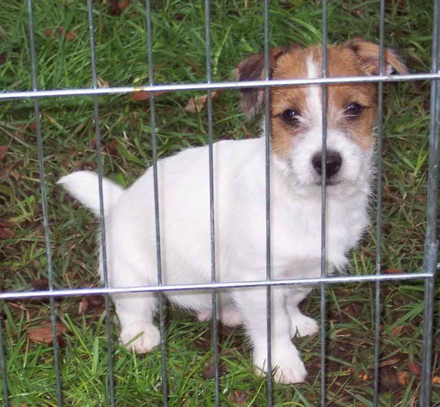 Jack Russell Terrier Puppies For Sale In Georgia | PETSIDI