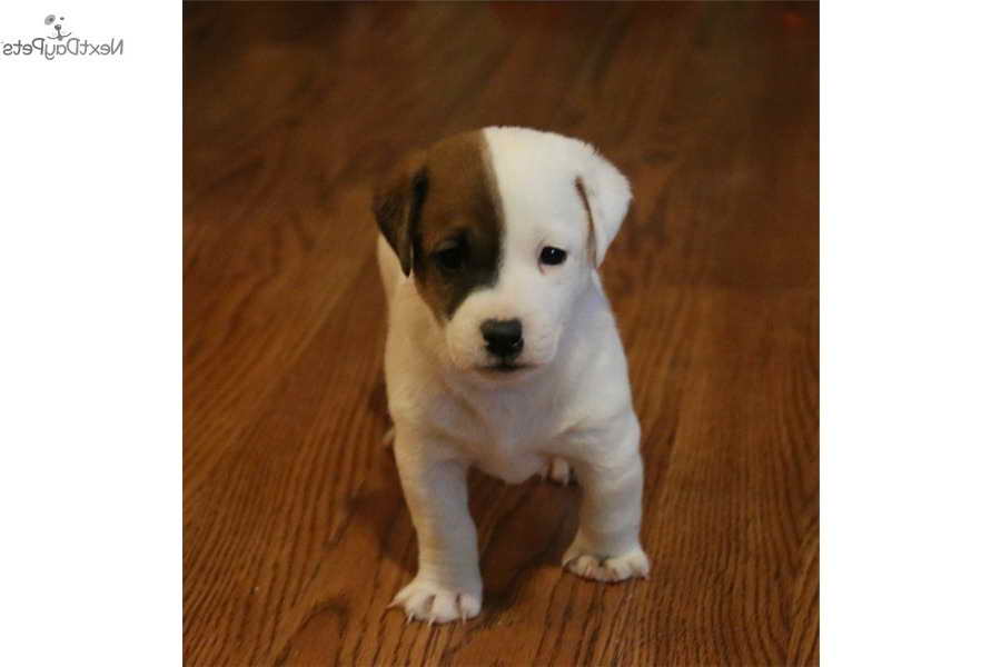 Jack Russell Terrier Puppies For Sale In Missouri