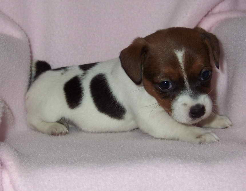 Jack Russell Terrier Puppies For Sale In Nc