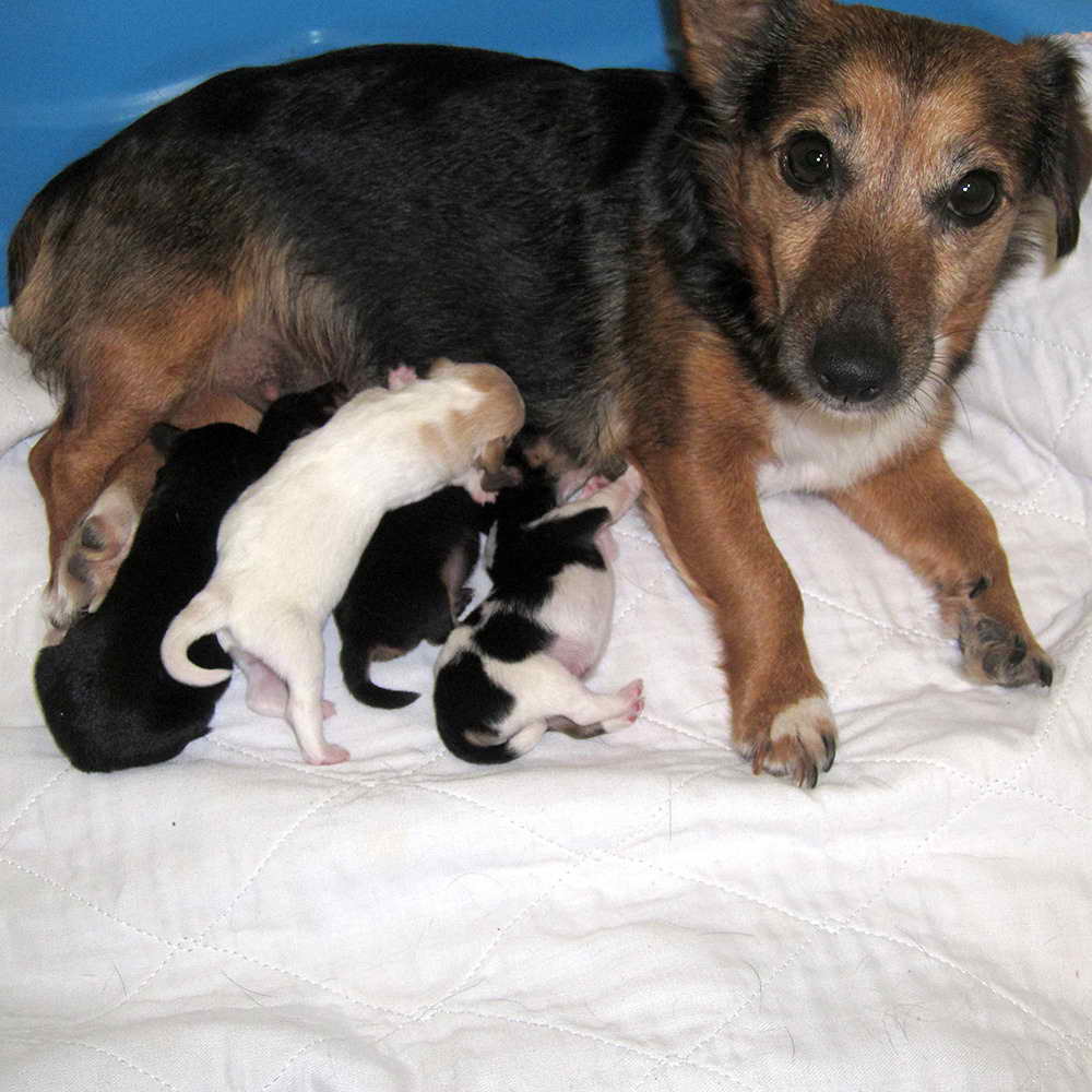 Jack Russell Terrier Puppies For Sale In Ny
