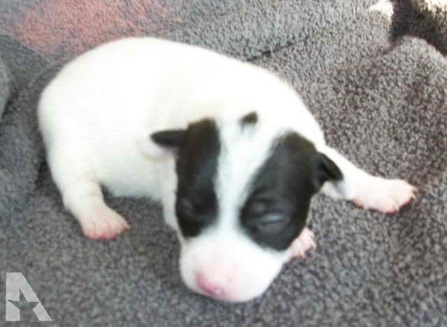 Jack Russell Terrier Puppies Indiana