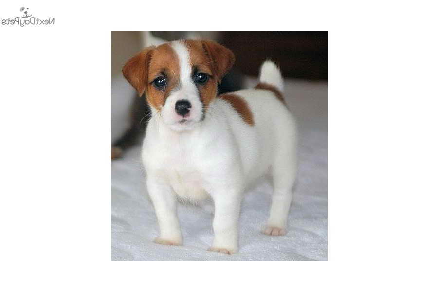 Jack Russell Terrier Puppies Va