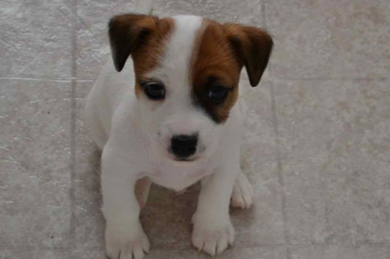 Jack Russell Terrier Puppy Adoption