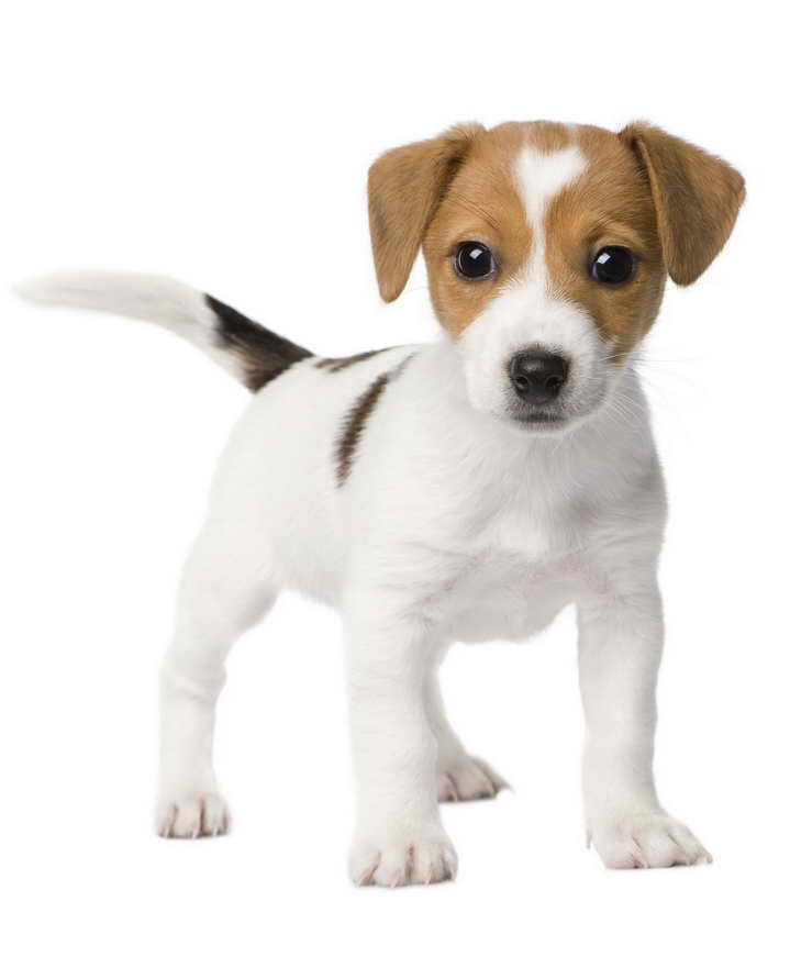 Jack Russell Terrier Puppy For Sale