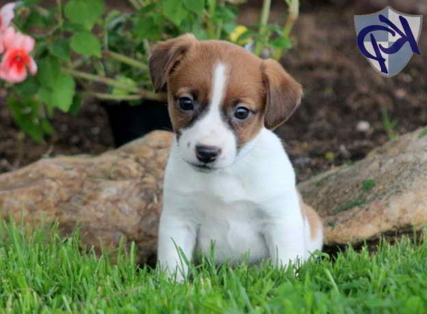 Jack Russell Terrier Puppy Mix