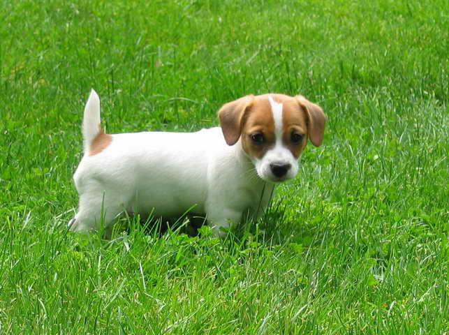 Jack Russell Terrier Puppys