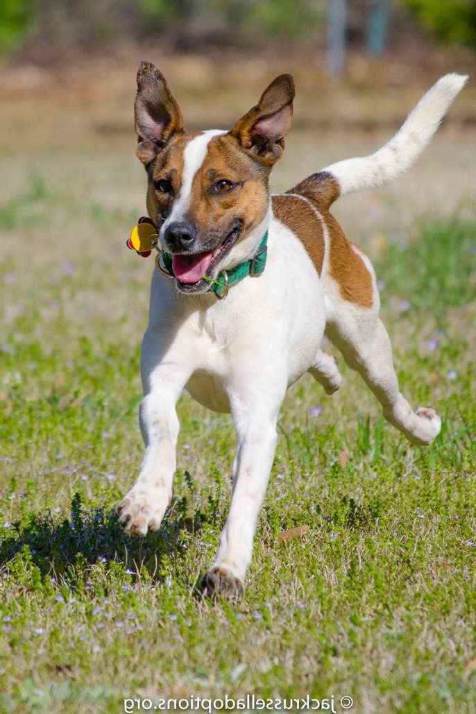 Jack Russell Terrier Rescue Adoption
