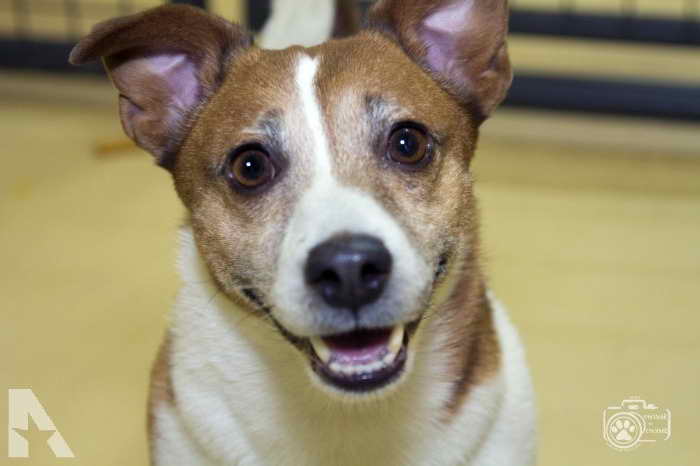 Jack Russell Terrier Rescue Colorado