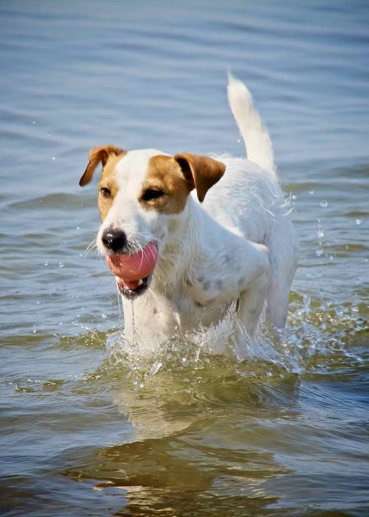 Jack Russell Terrier Rescue Oregon