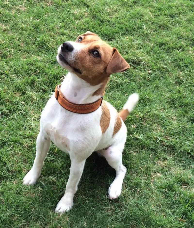 Jack Russell Terrier Rescue San Diego