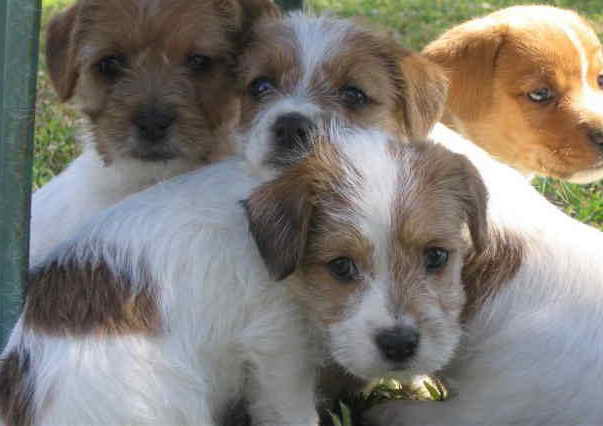 Jack Russell Terrier Rough Coat Puppies For Sale