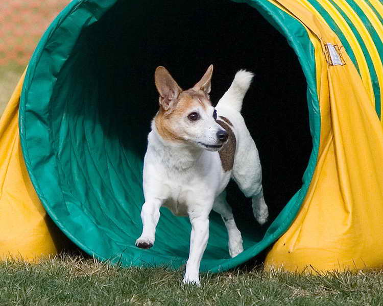 Jack Russell Terrier San Diego