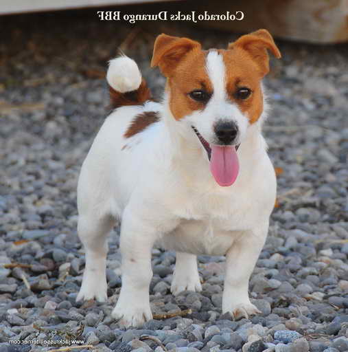 Jack Russell Terrier Shortie