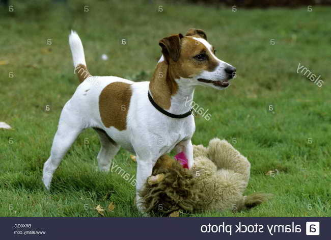 Jack Russell Terrier Training