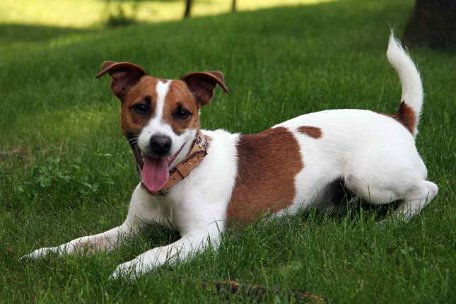 Jack Russell Terrier Utah