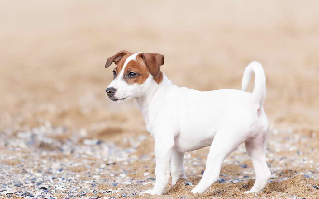 Jack Russell Terrier Venta