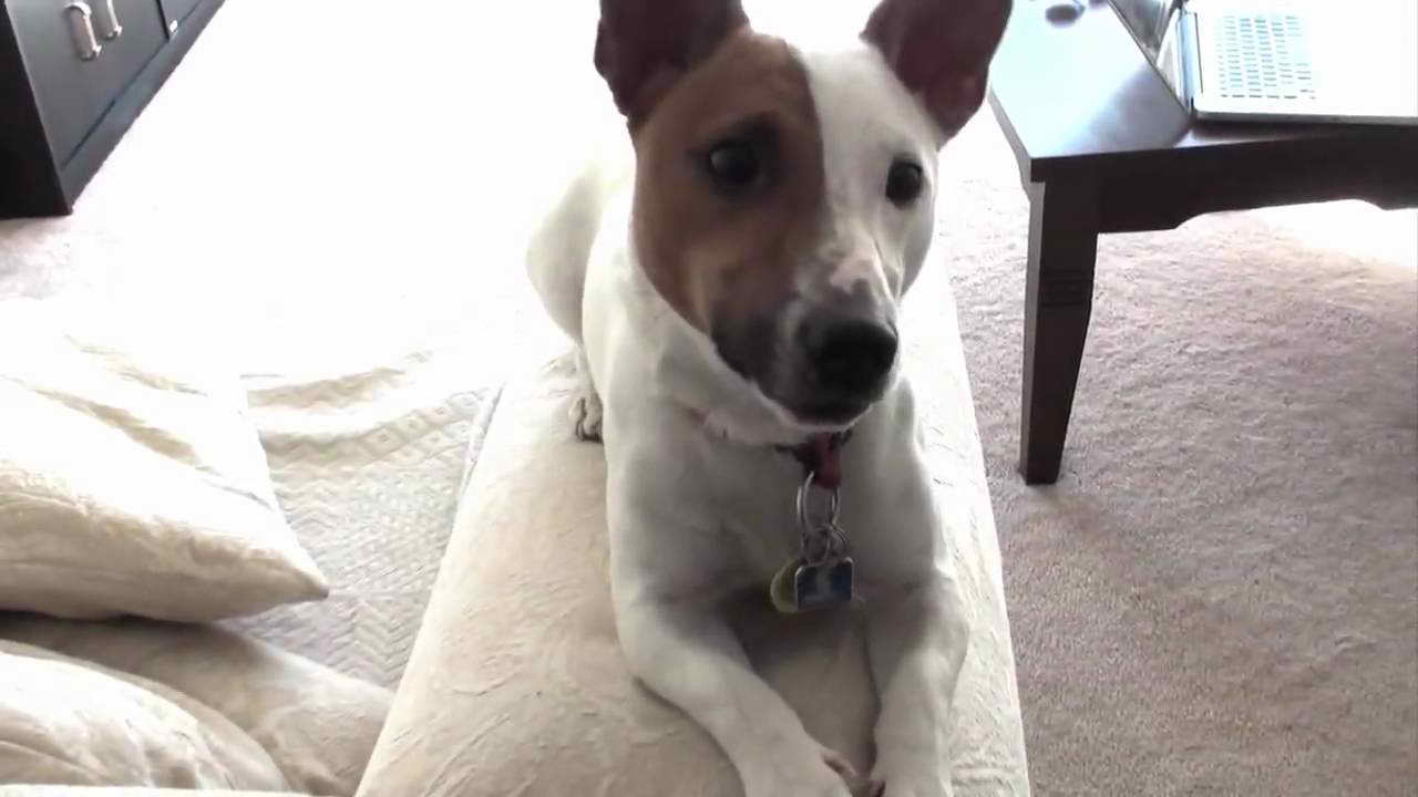 Jack Russell Terrier Videos