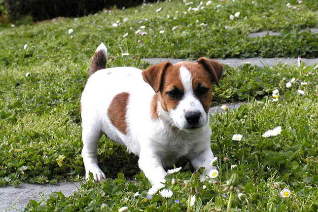 Jack Russell Terriers For Sale In Iowa