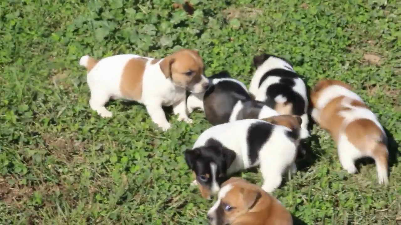 Jack Russell Terriers For Sale In Oregon