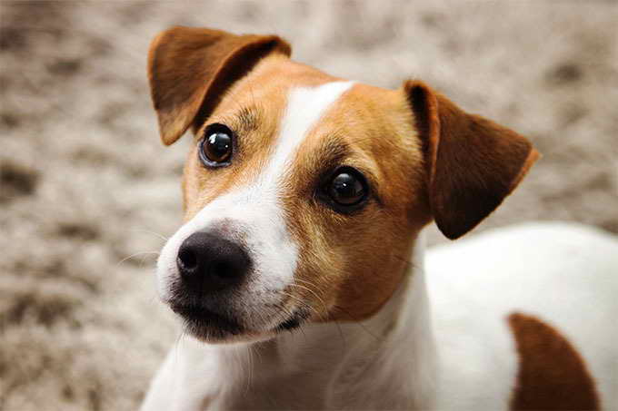 Jack Russell Terrior Dog
