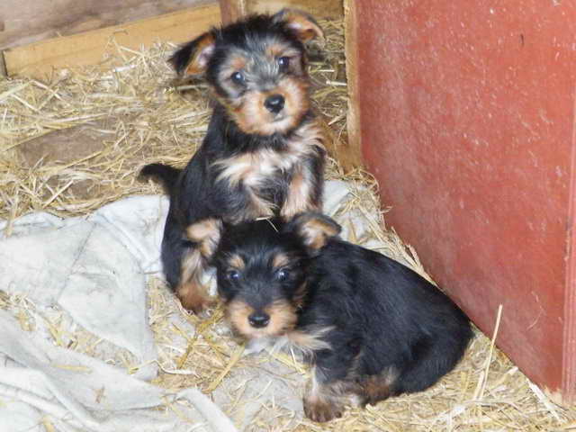 Jack Russell Yorkie Mix Puppies For Sale