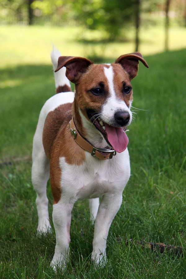 Jack Russell