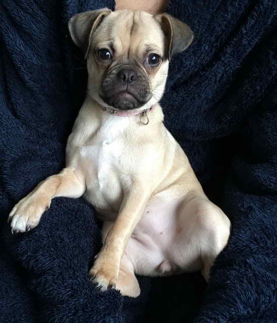 Jug Pug