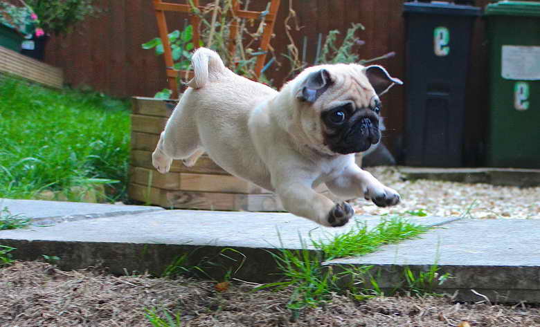 Jumping Pug