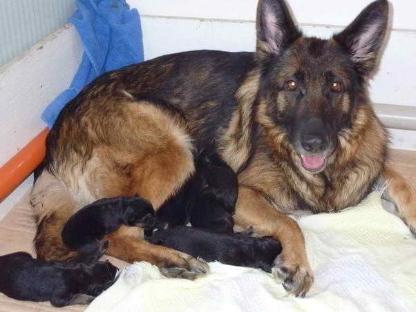 Just Born German Shepherd Puppies