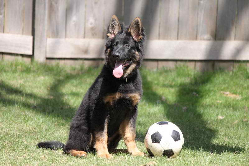 K9 German Shepherd Puppies For Sale