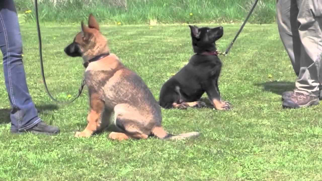 K9 German Shepherd Puppy