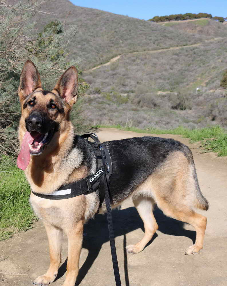 K9 Harness German Shepherd