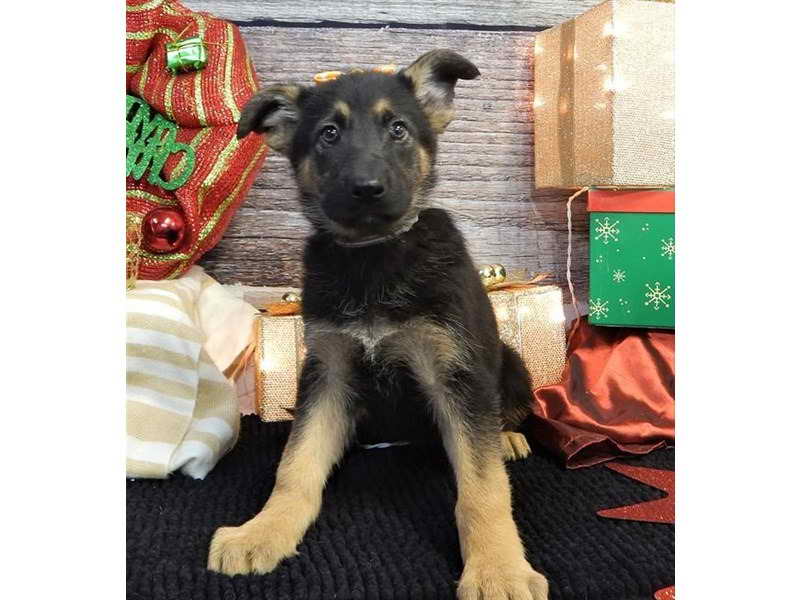 Kansas City German Shepherd Puppies