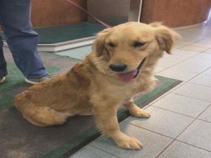 Kansas City Golden Retriever Rescue