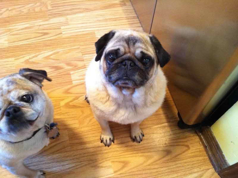 Kansas City Pug Rescue