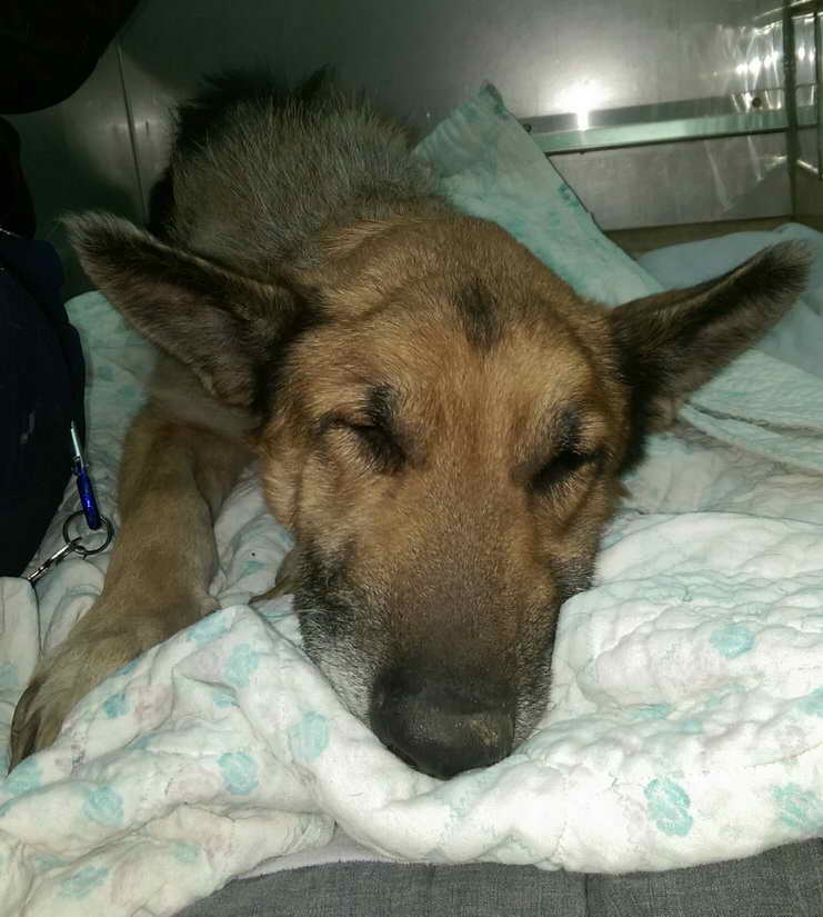 Kansas German Shepherd Rescue