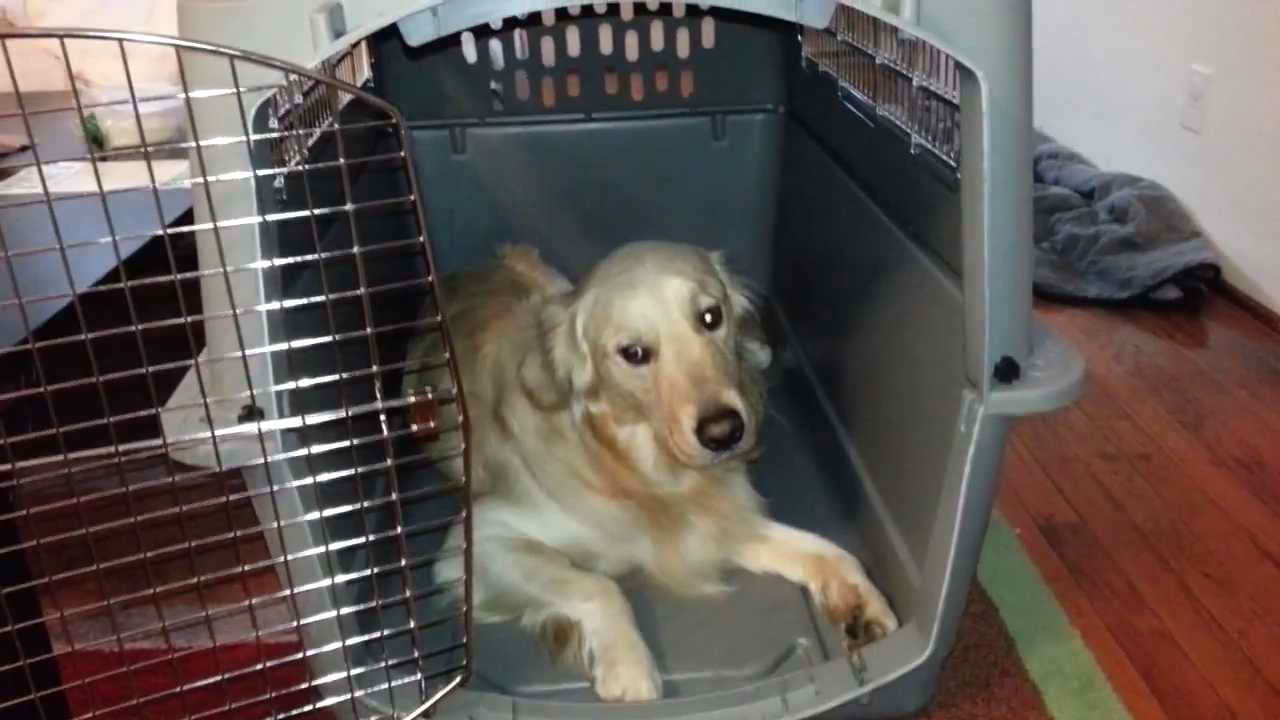 Kennel For Golden Retriever