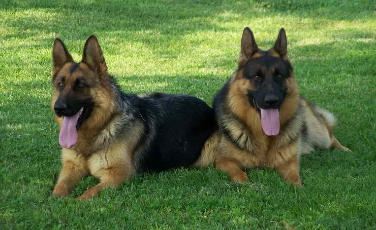 Kentucky German Shepherd Breeders