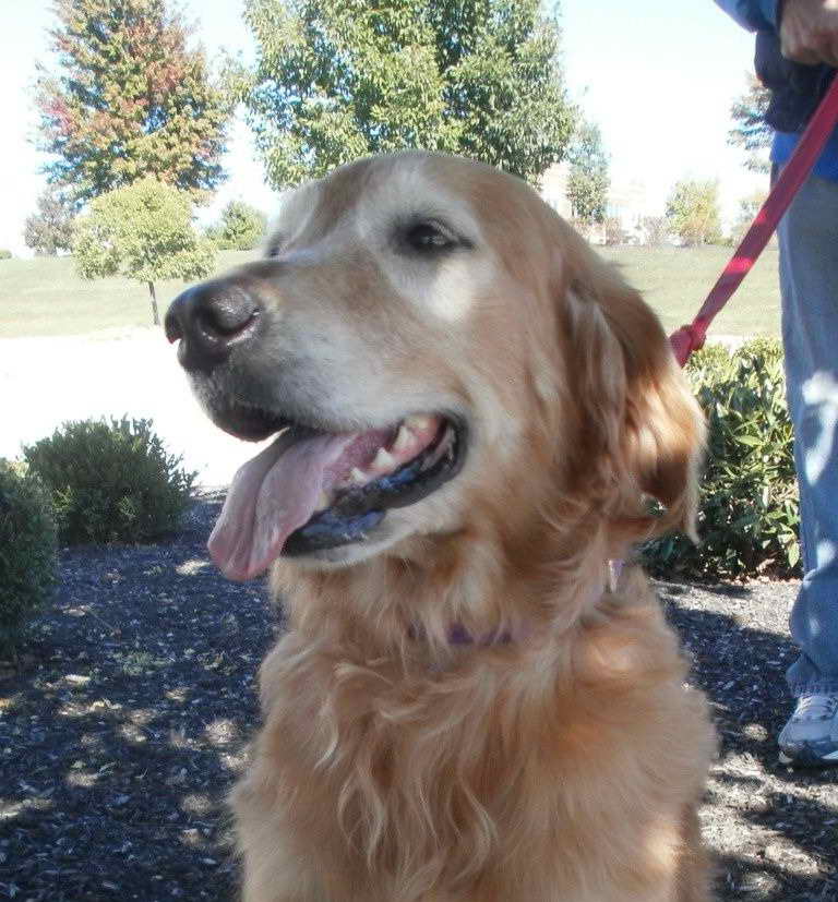 Kentucky Golden Retriever Rescue