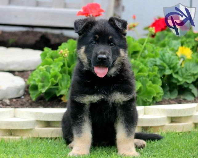 Keystone Puppies German Shepherd