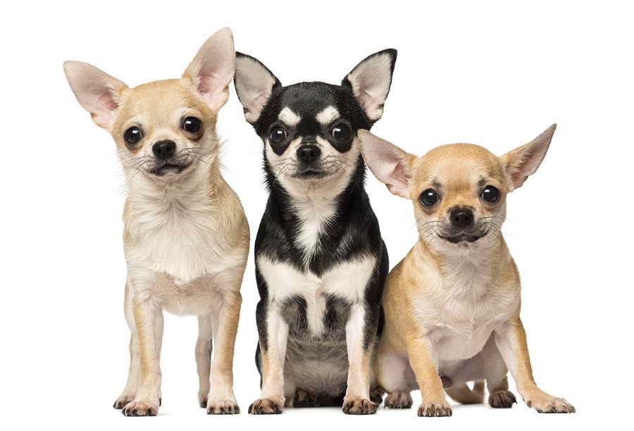 Kinds Of Chihuahua