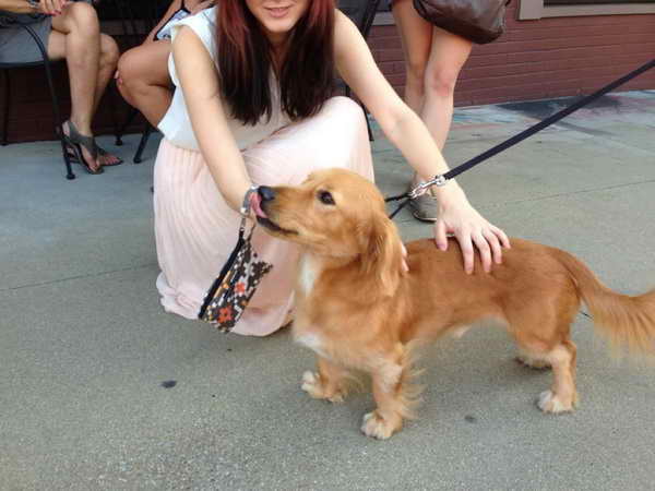 King Charles Spaniel Golden Retriever Mix